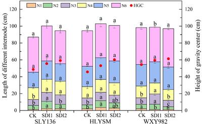 Effects of semi-deep water irrigation on hybrid indica rice lodging resistance